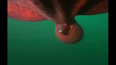 Nature: Giant Octupus mother makes her sacrifice.