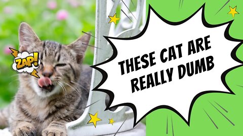 DUMB [CAT FAILS] 2022 😸 These cats are really dumb...no really...