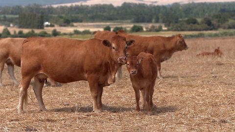 The Red Heifers in Israel are a big deal.