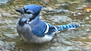 Stunning footage of colorful blue jay enjoying bath time at backyard pond
