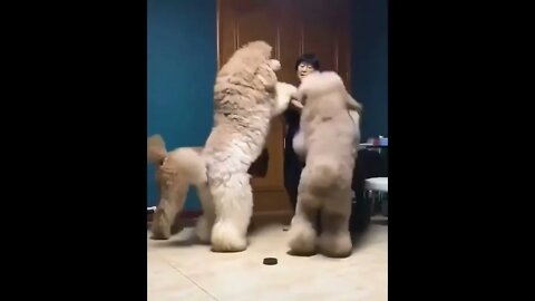 Who Is More Big? #UbertainmentFun #Shorts #ytshorts #Dogs #Animals #Fun