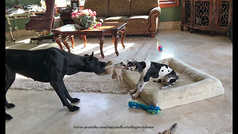 11-week-old Great Dane puppy loves to play tug-of-war