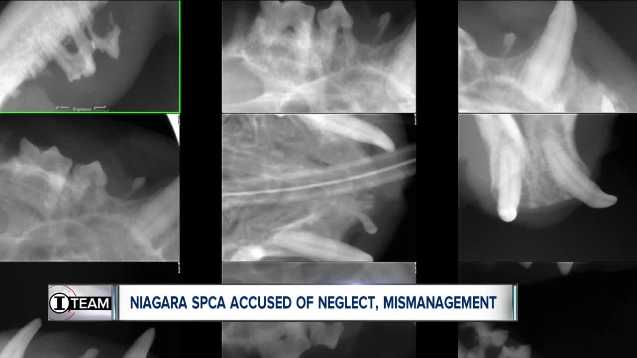 Is history repeating itself at Niagara SPCA? Allegations of neglect, mismanagement resurface