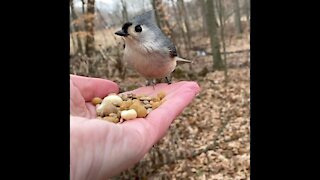 Hand-Feeding the Tufted Titmouse in Slow Motion.