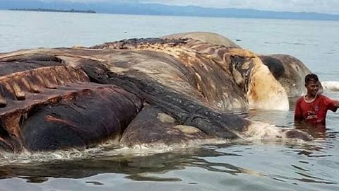 Mysterious Giant Sea Creature Found off the Coast of Indonesia