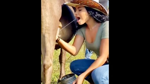 IS THIS HOW TO MILK COWS