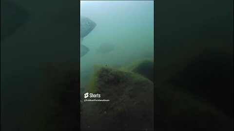 underwater footage