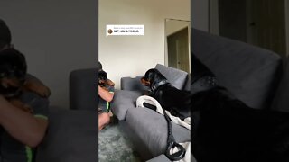 So Adorable 😍 Rottweiler Gets New Best Friend 🐶 #Shorts #rottweiler #dogs