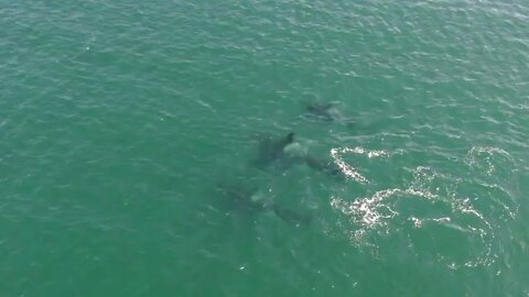 Drone footage of Orca Hunting Porpoise! Full Video!-3