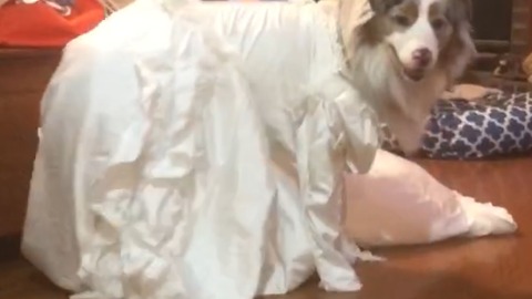 A Dog Wears A Wedding Dress