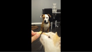 Dog has treat stolen by greedy cat