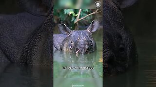 Javan Rhino 🦏 The Rare Beauty Of Indonesia