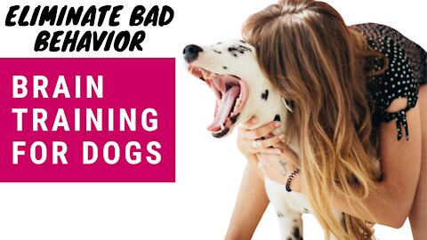 Brain Training For Dogs - Eliminate Bad Behavior