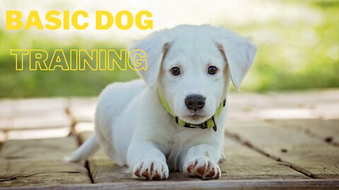 TOP TEN ESSENTIAL COMMANDS EVERY DOG SHOULD KNOW IN BASIC DOG TRAINING