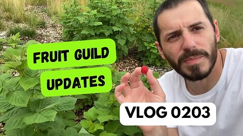 VLOG 203 Fruit Guild Updates