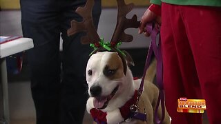 A Pet Holiday Costume Extravaganza!