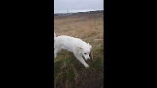Polish Tatra sheepdog enjoying playing in the Scottish fields