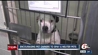 Indianapolis Animal Care Services is encouraging pet owners to get their animals spayed and neutered