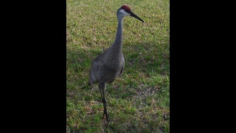 Startled Sandhill Crane