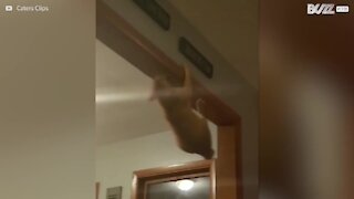 Spider-Cat, le chat araignée