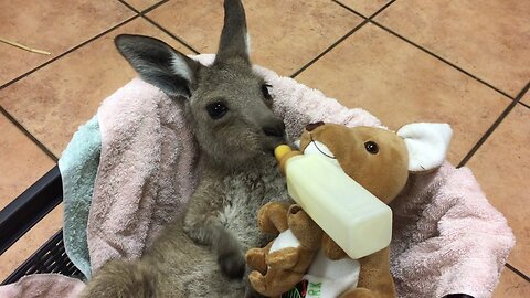 Baby Kangaroos & Joeys - CUTEST Compilation