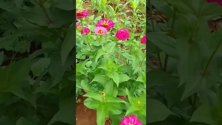 #shortsvideo #flower #nature #natureza #viral #viralshort