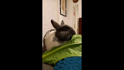 Rabbit eating lettuce