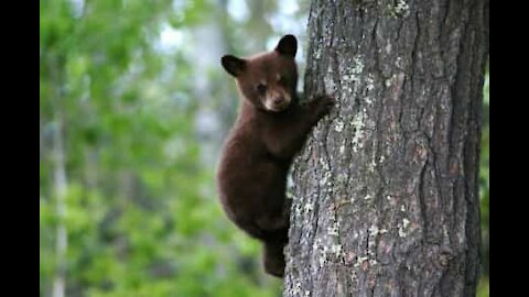 Un ourson secouru sur un arbre dans le Wyoming