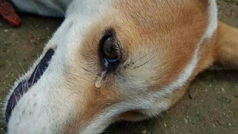 Watch the dog crying and what you remember the dog to cry