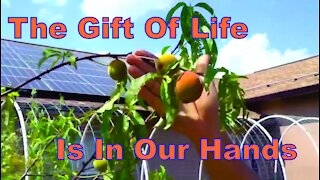 The Gift Of Life Is In Our Hands