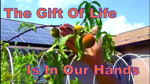 The Gift Of Life Is In Our Hands