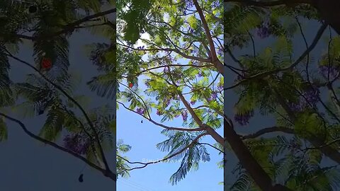 Beautiful Trees Birds Chirping Relaxing Sounds So Satisfying #nature