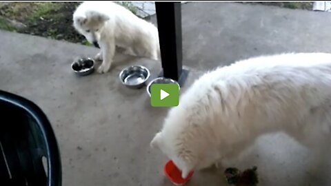 Dog enthusiastically waits for best friend to come home from school