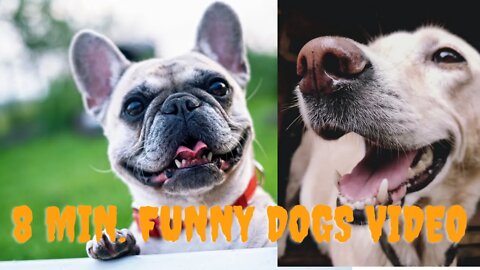 8 minutes funny dogs videos😂 - funny dog compilation😂...#funnydog #funnydogvideo #cutedog