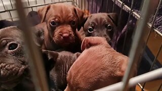 5.5 week PATTERDALE TERRIERS PUPPIES CHILLING. OBI2021 RED AND BLACK FELL PUPS. DOGS. RELAXING CUTE