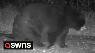 Wildlife experts spot 'biggest bear they've ever seen' stomping past Minnesota trail camera