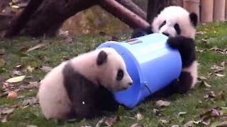 Due cuccioli di panda alle prese con un secchio