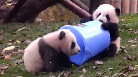 Due cuccioli di panda alle prese con un secchio