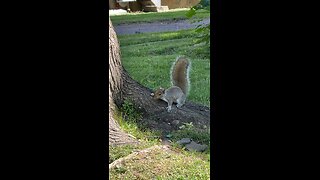 Gray squirrel eating