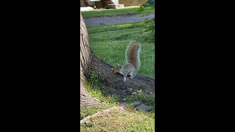 Gray squirrel eating