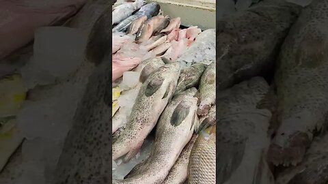 Ajman Fish Market #AjmanFishMarket #fish #grillfish #reel #shorts #kidsoffish