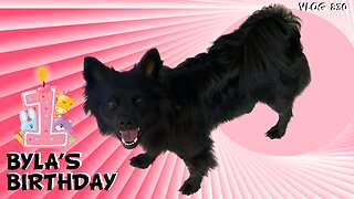 HAPPY BIRTHDAY BYLA - June 28/23 (VLOG 830) #dogslife #dog #happybirthday