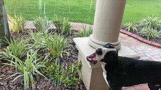 Funny Great Dane Puppy Catches Raindrops Falling On Her Head