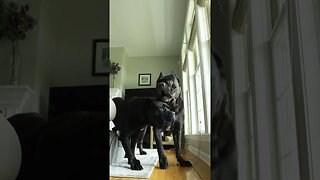 Cane Corsos REACT To Simulated Break In #shorts #dog #pets