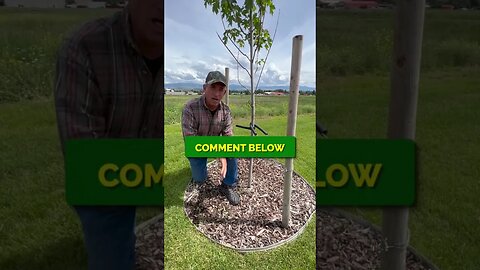 Trees in Lawns | WHAT DO YOU THINK? | COMMENT BELOW