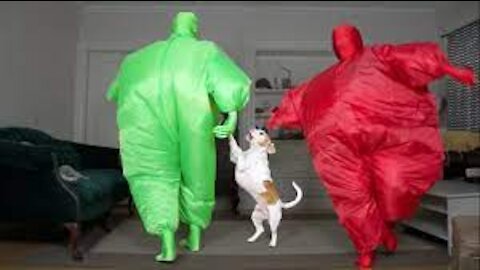 Dog Gets Surprise Dance Party w_Chub Suit Men (Nic Cage)_ Funny Dog Videos