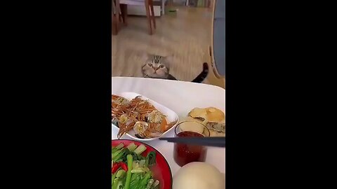Funny Starving Cat 😺