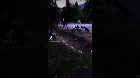 Wild Turkey's Visit