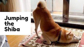 Dog Shiba Inu | Level Up Challenge | Shiba Inu Story