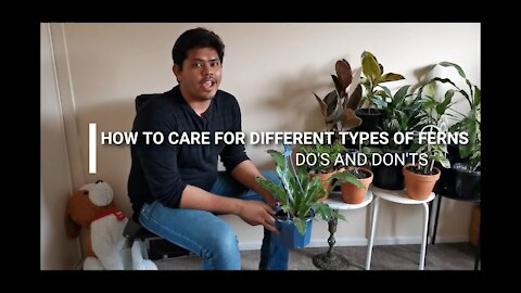 How to easily take care of your Fern Plant ( Do's and don'ts of maintaining Ferns )